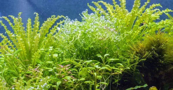 葉の上の水生植物や酸素バブルは — ストック写真