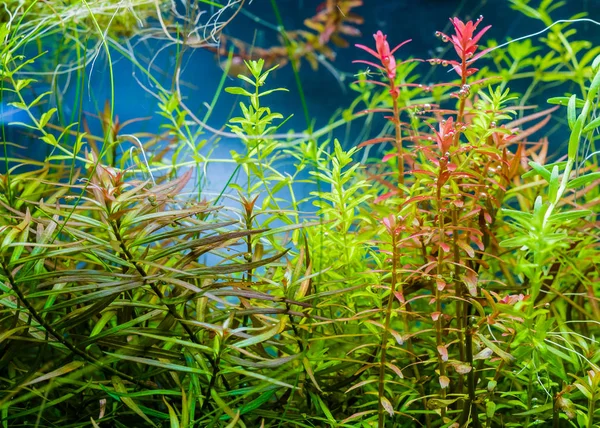 水槽内の水生植物. — ストック写真