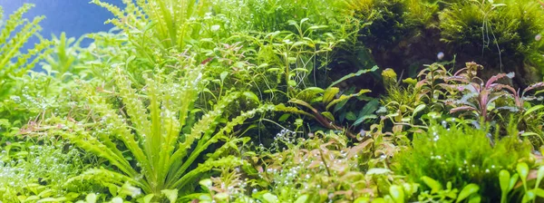 Waterplanten Zuurstofbellen Bladeren — Stockfoto