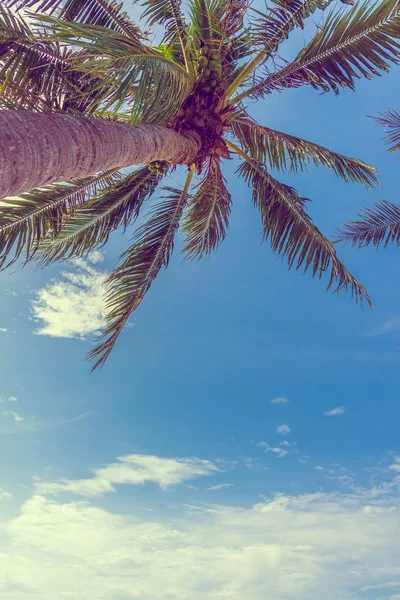 vintage tone of coconut tree and clear blue sky in background .(vertical)