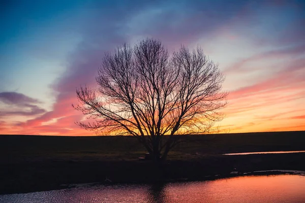 Leafless tree near lake on sunset background sky — Stock Photo, Image
