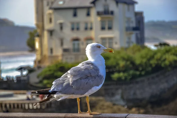wild sea gull posing to a photographer
