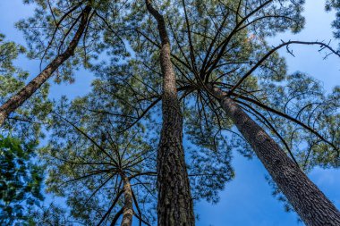 Sedir ağacı alttaki görünüm