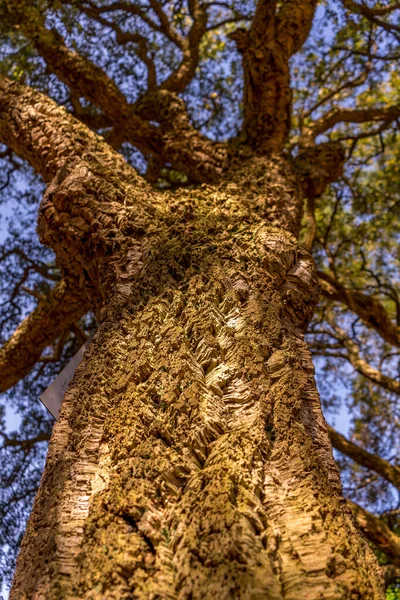 Árvore Sobreiros Ramificada Vista Perto — Fotografia de Stock