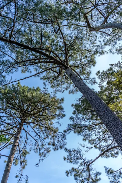 Floresta Dos Tronos Árvore Cedro — Fotografia de Stock