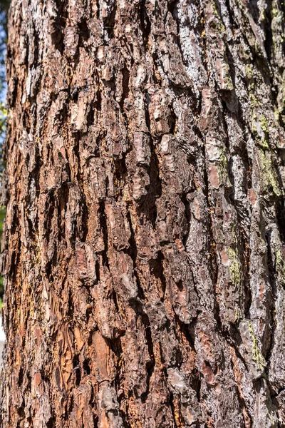Φλοιός Δέντρου Υφή Ξύλου Κέδρου — Φωτογραφία Αρχείου