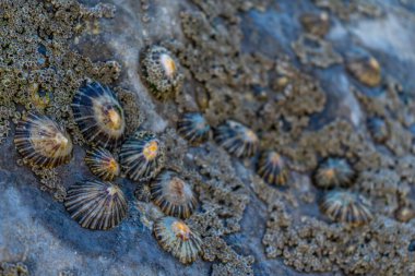 Kayanın üzerindeki küçük mavi yumuşakça
