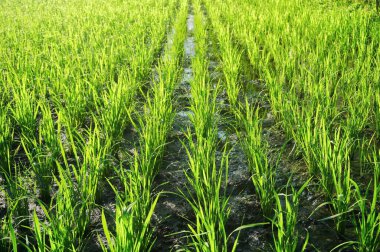 Pirinç tarlasında ve pirinç tarlasında bulunan genç pirinç bitkisine yakın durun, boşluğu kopyalayın..
