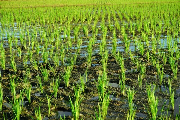 Close Planta Arroz Jovem Arrozal Campo Arroz Espaço Cópia — Fotografia de Stock