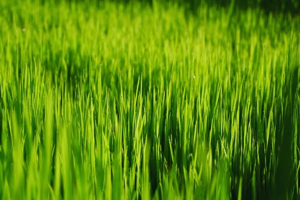 Close Young Rice Plant Rice Paddy Rice Field Copy Space — Stock Photo, Image