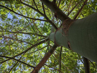 Mavi gökyüzü ile büyük yeşil ağaç gövdesi.