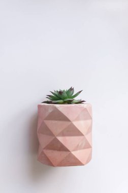 Beyaz arka planda pembe bir saksıda küçük yeşil bir saksı bitkisi. Tasarım konsepti. Kopyalama moc 'u çalıştırın. Mesaj için yer var. Monimalizm kavramı. Sulu Geometrik vazo.