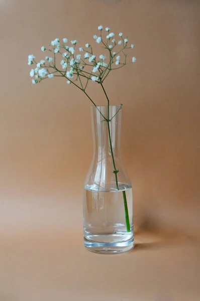 Zigenare Glaslila Vas Beige Bakgrund Minimalistisk Heminredning Vita Små Blommor — Stockfoto