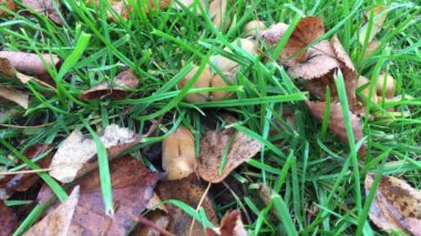 Mantar şehir cadde üzerinde