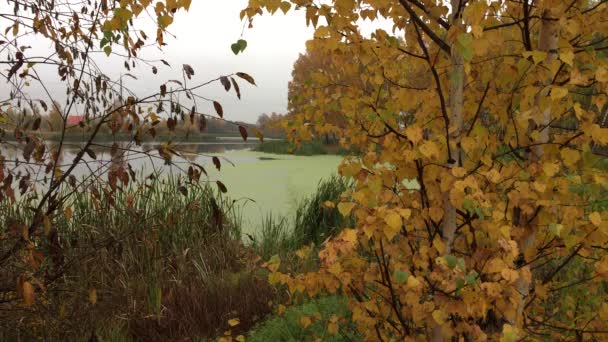 Paysage d'automne (Zone climatique tempérée )