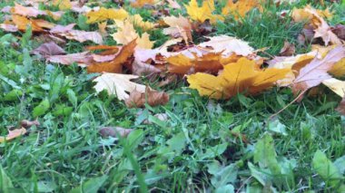 Şehir Parkı, sokakları ve sonbaharında şehrin sokakları 