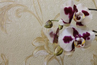 Odada orkide