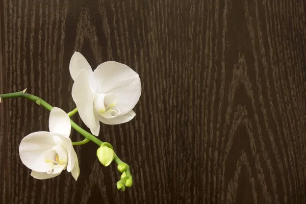 Orquídea en la habitación — Foto de Stock