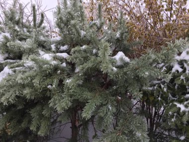 Çalılar ve ağaçlar buzlu yağmur sonra