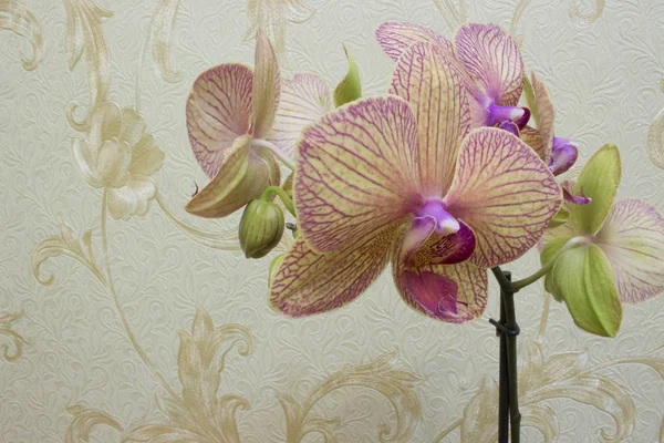 Orchidea nella camera — Foto Stock