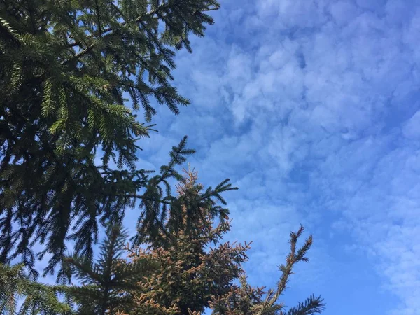 파란 봄 하늘 — 스톡 사진