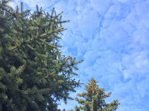 파란 봄 하늘 — 스톡 사진