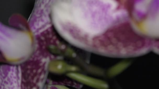 Orchidee in de kamer — Stockvideo