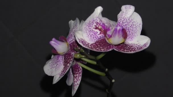 Orchidee in de kamer — Stockvideo