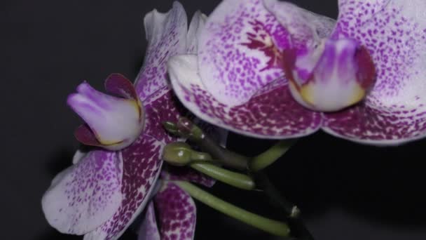 Orchidee in de kamer — Stockvideo