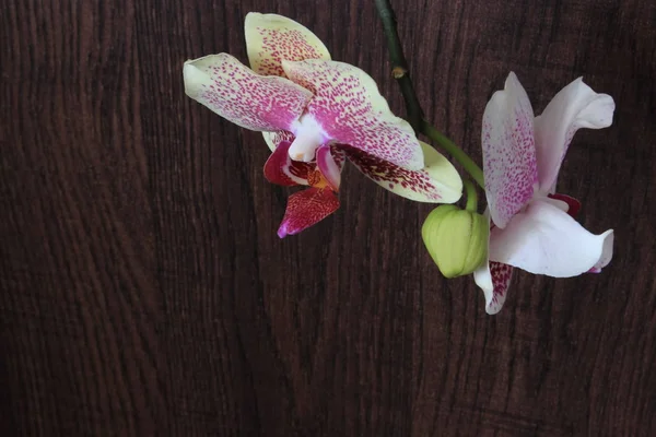 Orchidee steht im Raum — Stockfoto