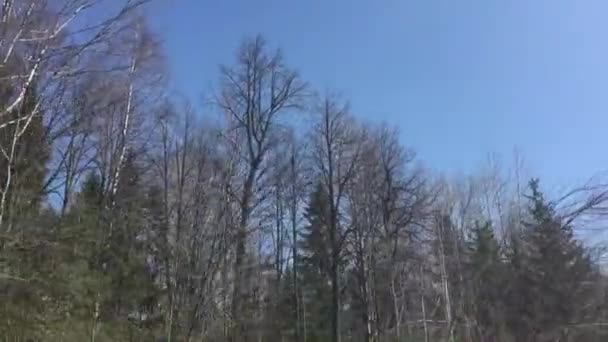 Printemps nature par la fenêtre de la voiture — Video