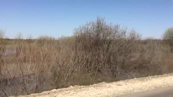 Primavera natureza da janela do carro — Vídeo de Stock