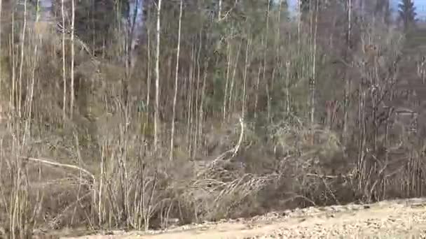 Natura primaverile dal finestrino dell'auto — Video Stock