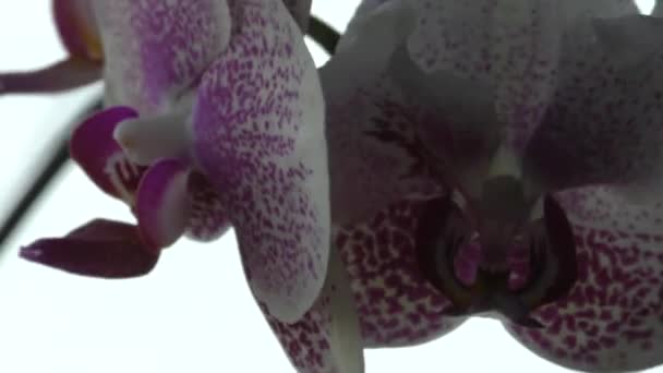 fleurs debout sur le rebord de la fenêtre 
