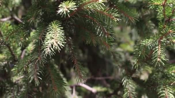les branches de l'arbre de Noël 