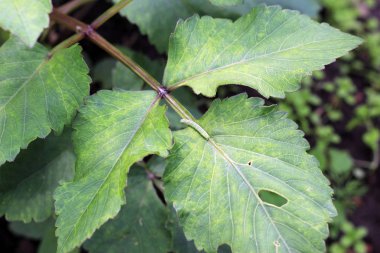 Caterpillar yaprak üzerinde