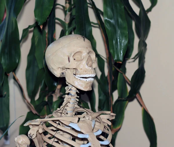 Artificial human skeleton, a visual aid for biology, medicine — Stock Photo, Image