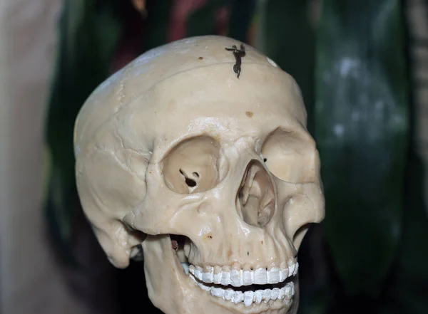 Sztuczna ludzka czaszka, wizualna pomoc dla biologii, medycyny — Zdjęcie stockowe