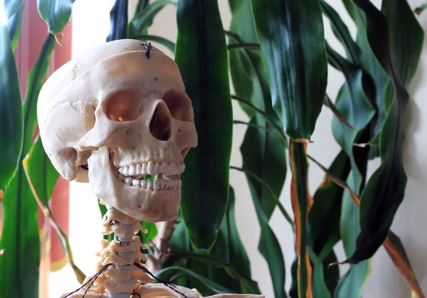 Sinister skull, a sinister skeleton — Stock Photo, Image