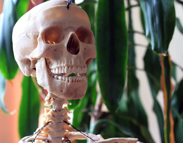 Crânio sinistro, um esqueleto sinistro — Fotografia de Stock