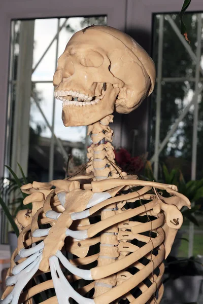 Cráneo siniestro, un esqueleto siniestro — Foto de Stock