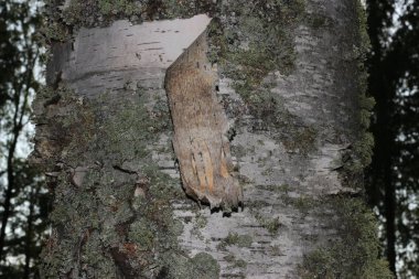 yosun kaplı ağaç kabuğu