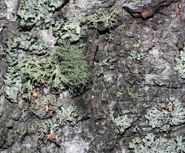 Corteza de árbol cubierta de musgo — Foto de Stock