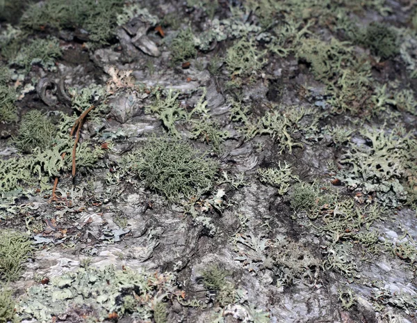 Tree bark covered with moss — Stock Photo, Image