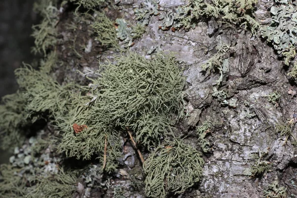 苔で覆われた木の樹皮 — ストック写真