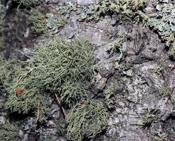 Casca de árvore coberta de musgo — Fotografia de Stock