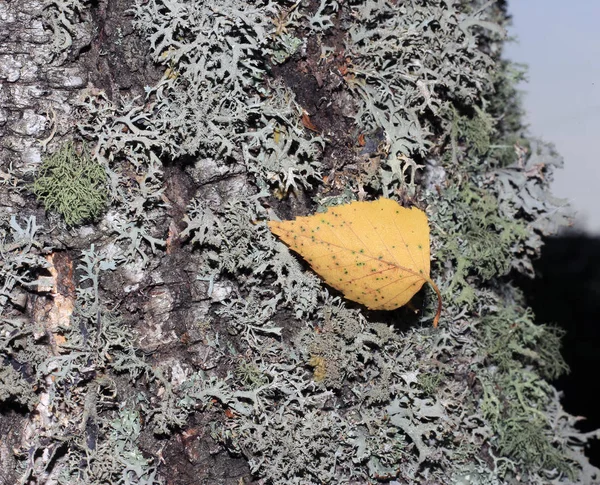 Corteza de árbol cubierta de musgo — Foto de Stock