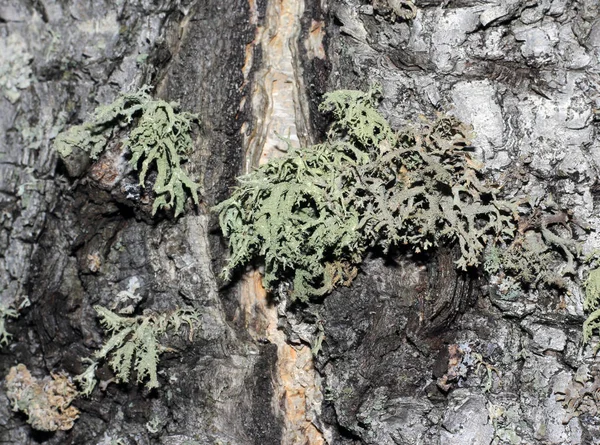 Corteza de árbol cubierta de musgo — Foto de Stock