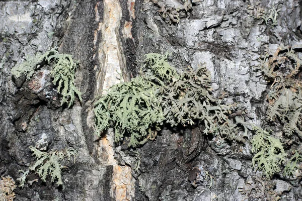 Corteza de árbol cubierta de musgo — Foto de Stock