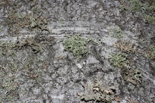 Corteza de árbol cubierta de musgo —  Fotos de Stock